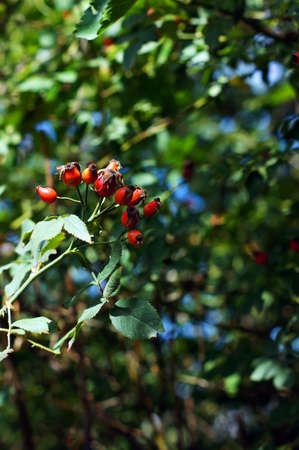 Autumn time: wild rose hips on the bushの写真素材