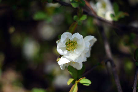Closeup of blooming quince tree