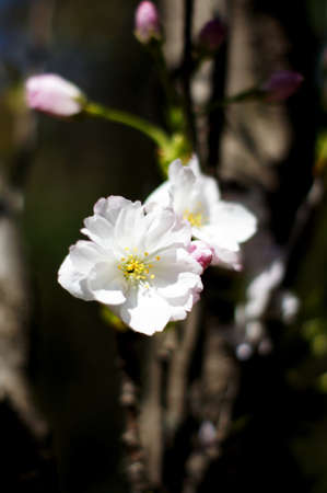 Closeup of cherry tree blooming on the blue sky backgroundの写真素材