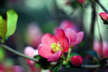 Closeup of blooming quince treeの写真素材