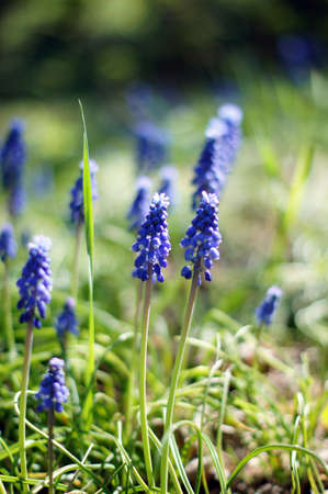 A muscari armeniacum flower or commonly known as grape hyacinth in a spring forestの写真素材