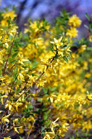 Forsythia bushes against a spring blue skyの写真素材