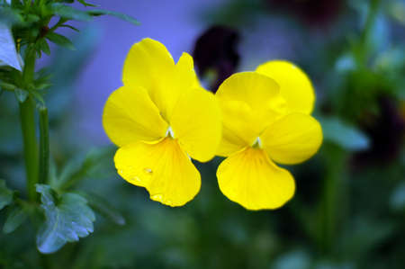 First spring flowers - tricolor violaの写真素材
