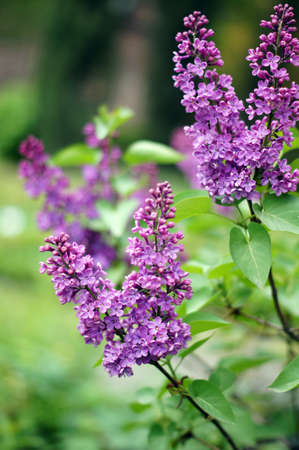 Close up of blooming lilac bushの写真素材