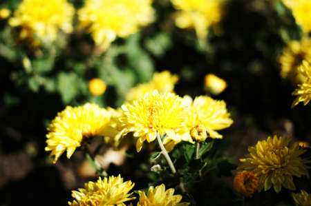 Autumn flowers: closeup of aster plant bloomingの写真素材