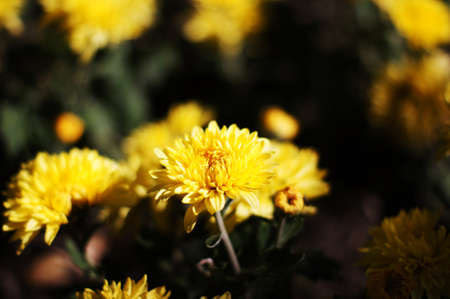 Autumn flowers: closeup of aster plant bloomingの写真素材