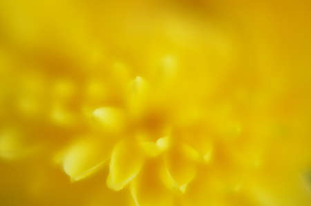 Autumn flowers: closeup of aster plant bloomingの写真素材