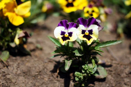 First spring flowers - tricolor violaの写真素材