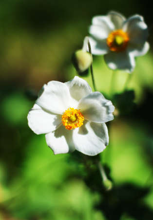 White crocus flowers in the fall time