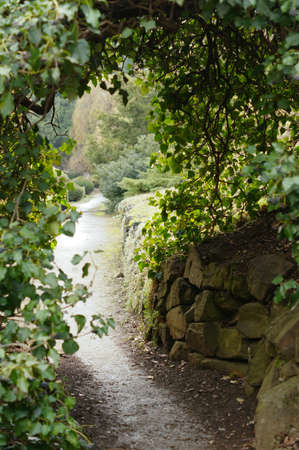 Pathway in the early spring forestの写真素材