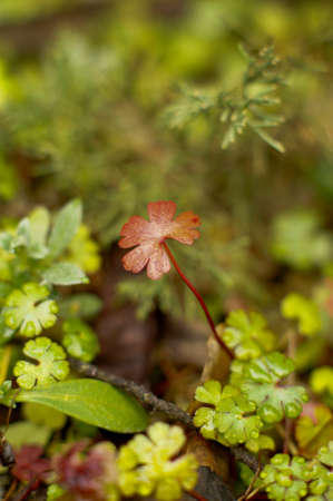 Closeup of red clover leaf