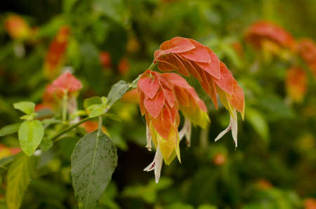 Closeup of Beloperone guttata  flowersの写真素材