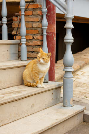 Close up of homeless kitten outdoorの写真素材