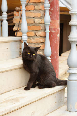 Close up of homeless kitten outdoorの写真素材