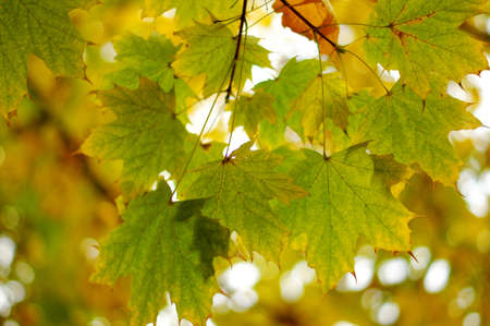 Autumn time; bright yellow leaves on the tree branch
