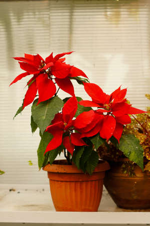beautiful poinsettia with red flowers in flowerpotの写真素材