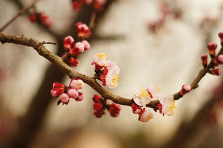 Closeup of blooming cherry tree in the garden