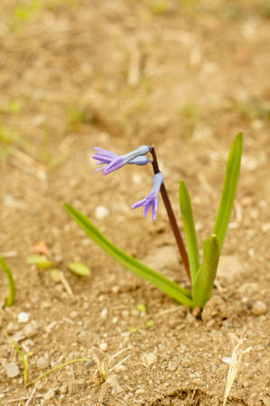 first spring blue flowers in the woods