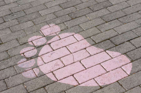 Pathway inm the park in the sunnydayの写真素材