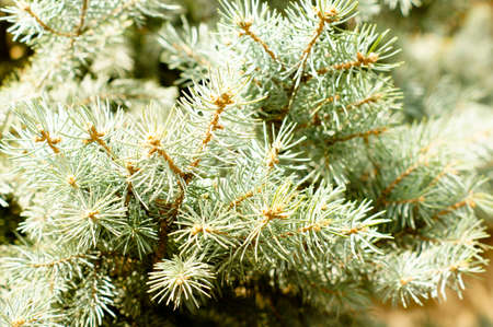 Young branch in spring from European Larch (Larix decidua)