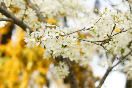 Closeup of cherry tree bloomingin the garden background