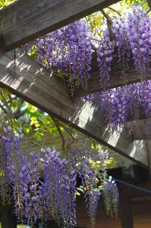 Spring time: flowers of wistaria plantの写真素材