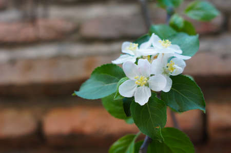 Closeup of apple tree blossom in the springの写真素材
