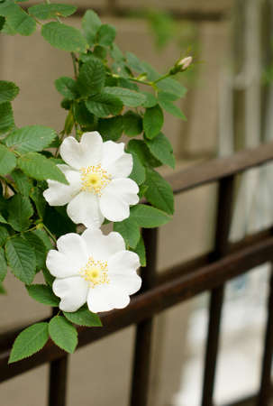 Close up of wild dog rose flowersの写真素材