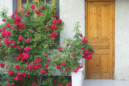 Romantic yard with door surrounded by rosesの写真素材