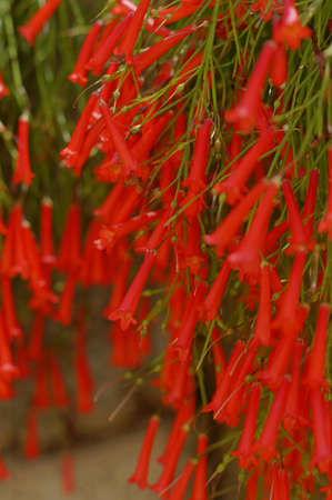 Red blossoms of a firecracker plant   Russelia equisetiformis の写真素材
