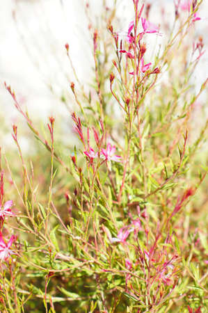 Wild flowers,Carthusian Pink (Dianthus carthusianorum )の写真素材