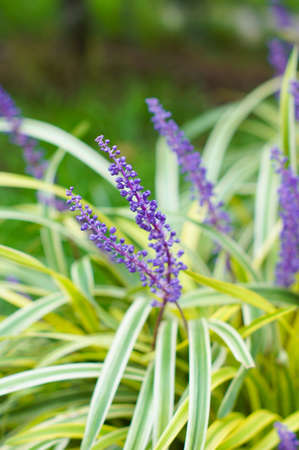 Bright flowers of Lavander plant in the gardenの写真素材