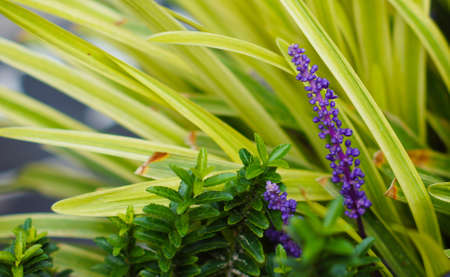 Bright flowers of Lavander plant in the gardenの写真素材