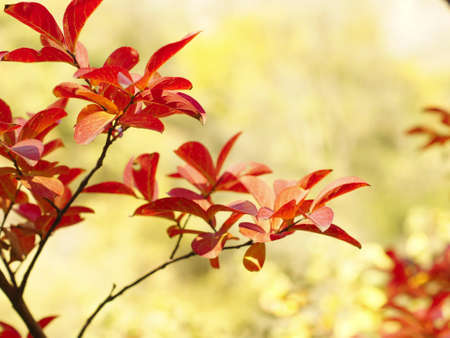 Autumn time; bright yellow leaves on the tree branch