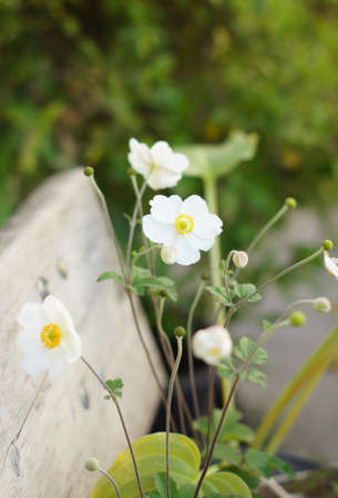 White crocus flowers in the fall timeの写真素材