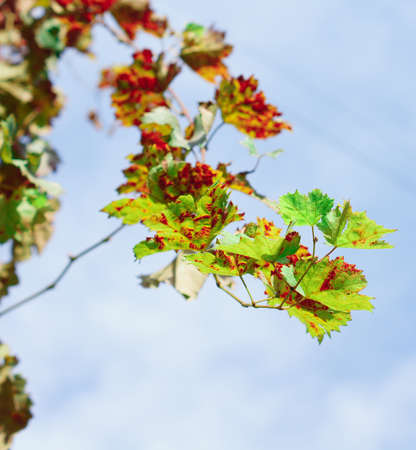 Leaves of Grape plant in autumn time on the blue sky background