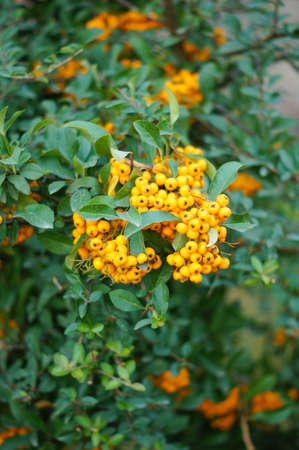 Autumn yellow berries on the bush in the garden