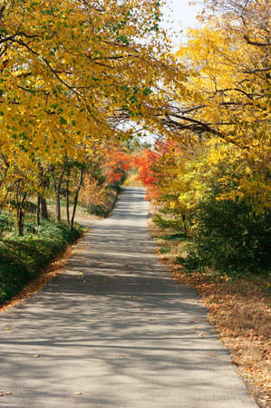Autumn time: colorful leaves of the tree in the parkの写真素材