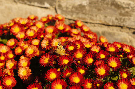 Autumnal flowers of beautiful chrysanthemum flower  in the gardenの写真素材