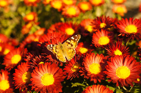 Autumnal flowers of beautiful chrysanthemum flower  in the gardenの写真素材