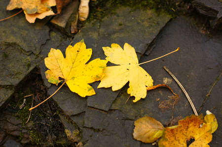 Autumn time: closeup of autumn leavesの写真素材