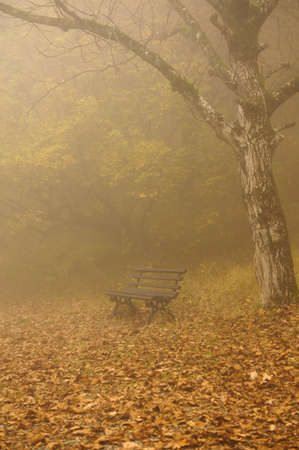 Misty morning in a autumn park. Fallen leavesの写真素材