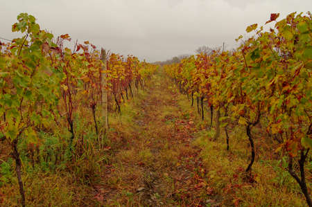 Plantation of grapes in autumn landscape in Kakheti area, Georgiaの写真素材