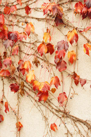 Closeup of wild grape on the old wall