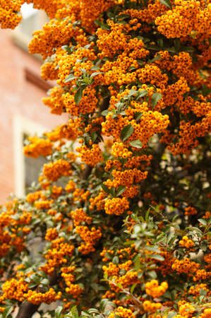 Autumnal garden yellow berries on the bushの写真素材