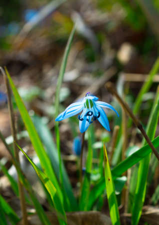Blue scilla siberica flower in springtime in the forestの写真素材