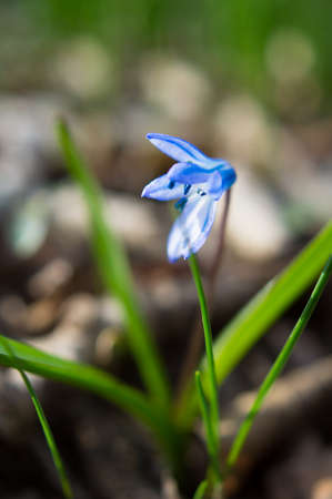 Blue scilla siberica flower in springtime in the forest