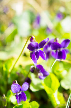 Viola odorata - Sweet Violet, English Violet, Common Violet, or Garden Violet