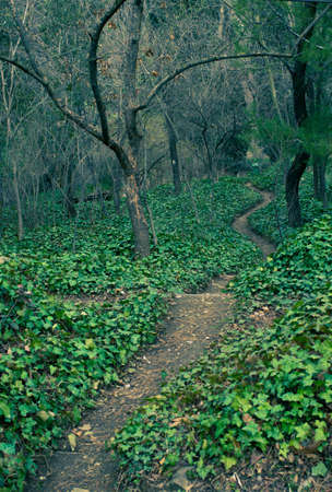 Path in the  early spring forest at sunset time