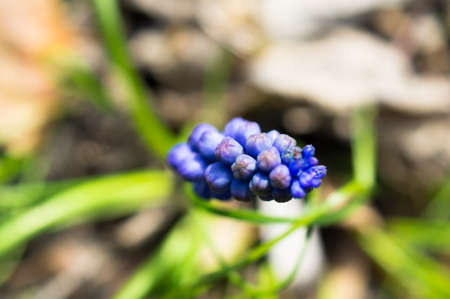 Grape Hyacinth - First daffodil flowers in the wood